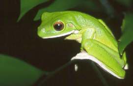 Tree Frog