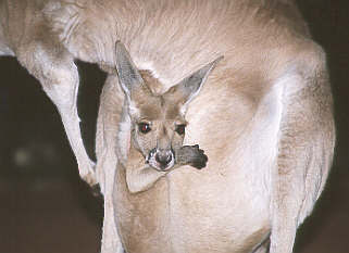 Kangaroo