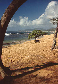 Kauai Beach