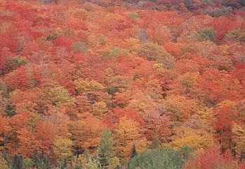 Fall Foliage